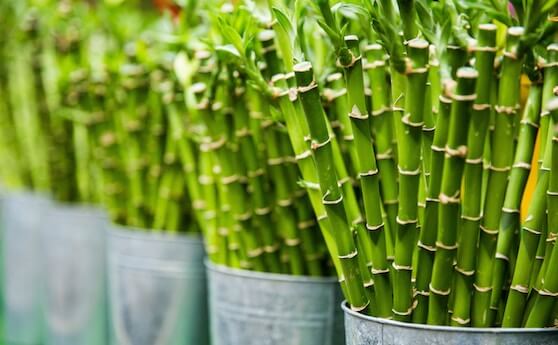 Image result for bamboo plant,nari