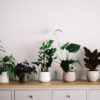 planters for indoor plants annie spratt unsplash