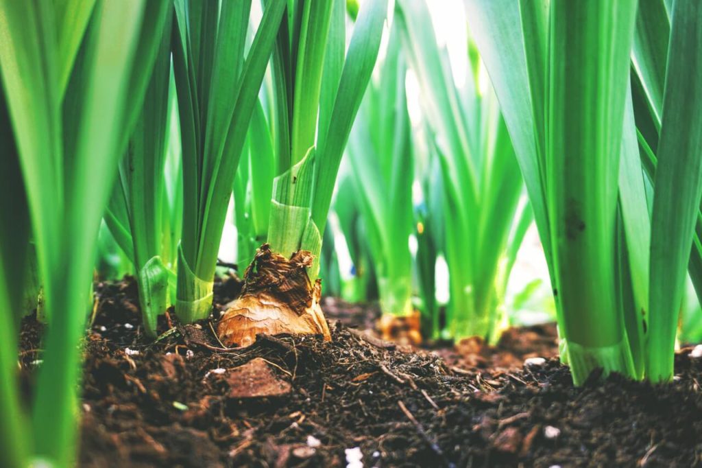 What are Biofertilizers ?