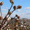 GOTS Certification Organic Cotton