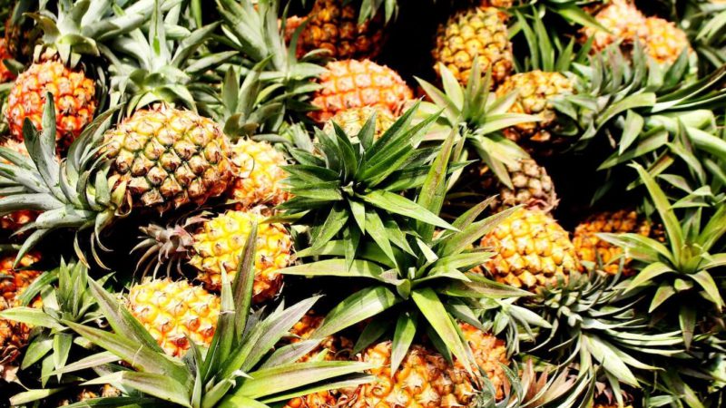 Pineapple Agroforestry