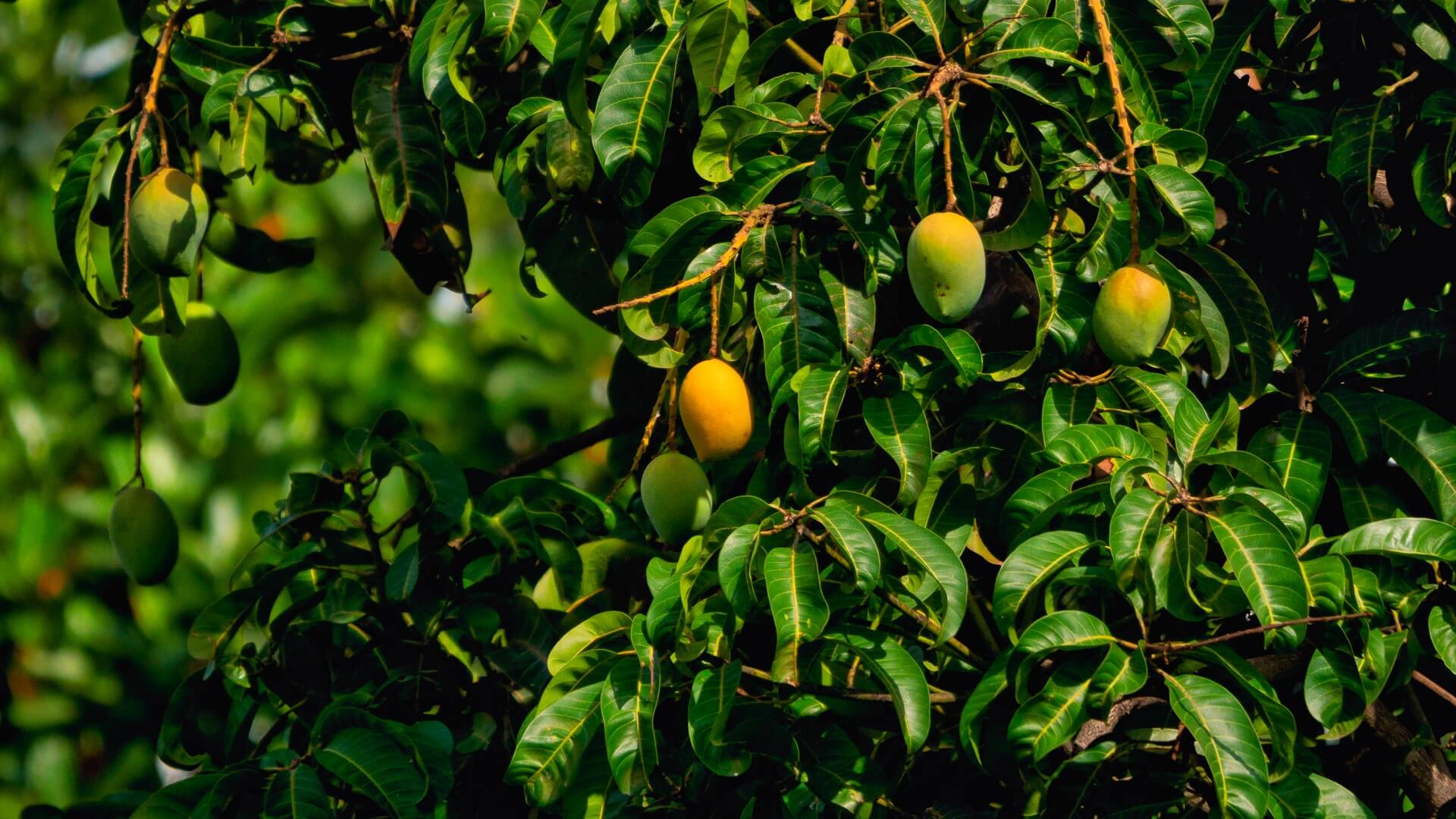 Different types of mangoes in India | Check out the India’s Mango Map