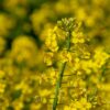 Best Mustard Oils | organic mustard oil