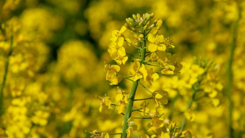 Best Mustard Oils | organic mustard oil