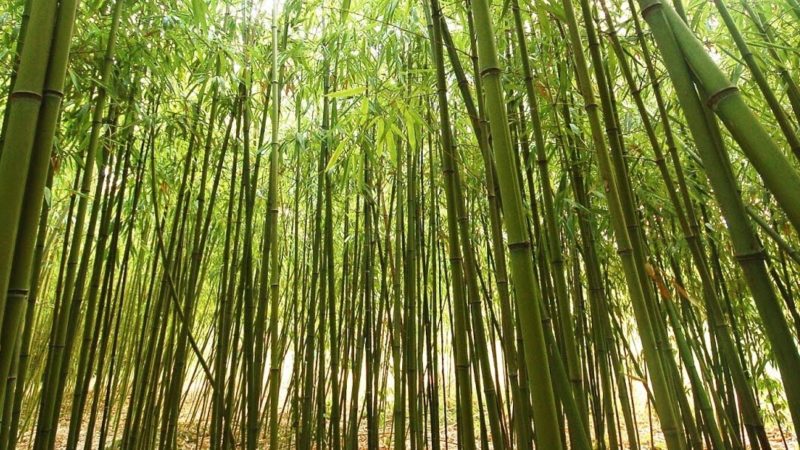 Bamboo India | Yogesh Shinde | Toothbrush
