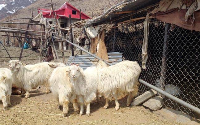 Pashmina Goat Wool Products