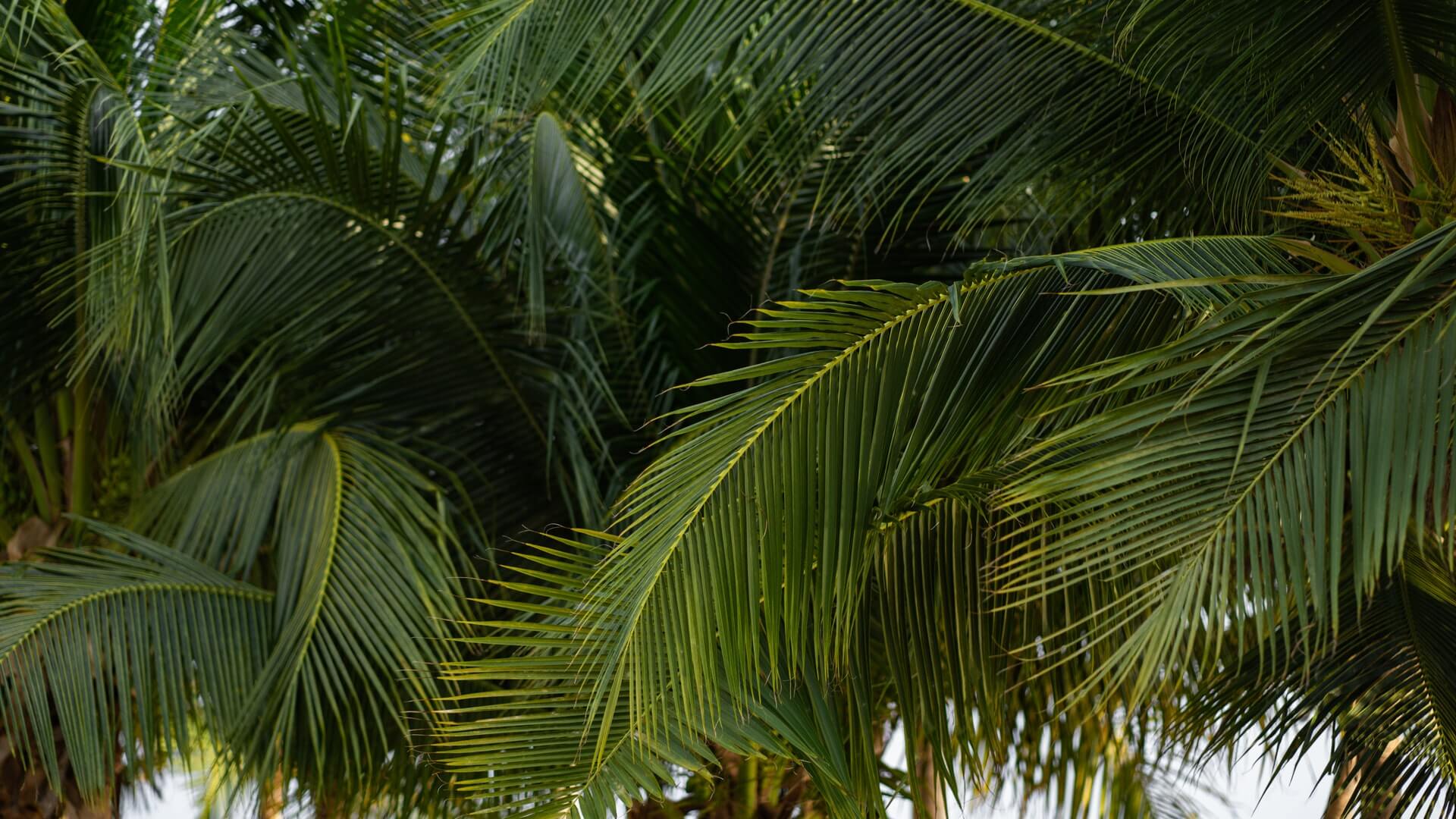 Prof. Saji Varghese creates Straws from Coconut leaves