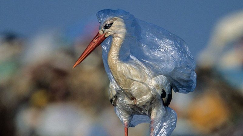 South Korea bans single-use plastic bags in supermarkets