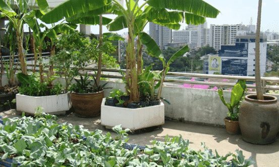 11 Terrace Gardening Essentials